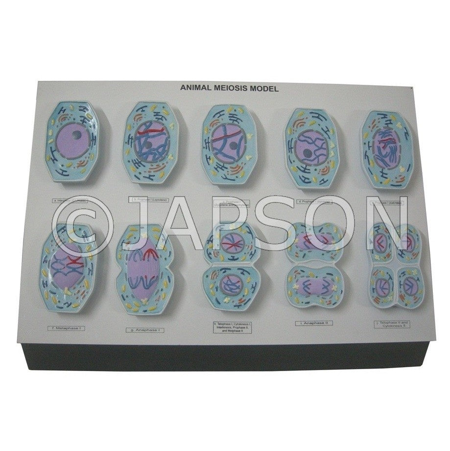 Model, Animal Meiosis Model, Animal Meiosis